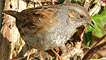 A dunnock by Ken Bray