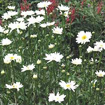 Leucanthemum