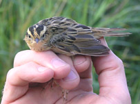 An Aquatic Warbler