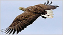 Sea Eagle c/o Iain Erskine