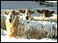 Sheep in the snow.
