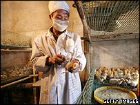 Trong một trại gà