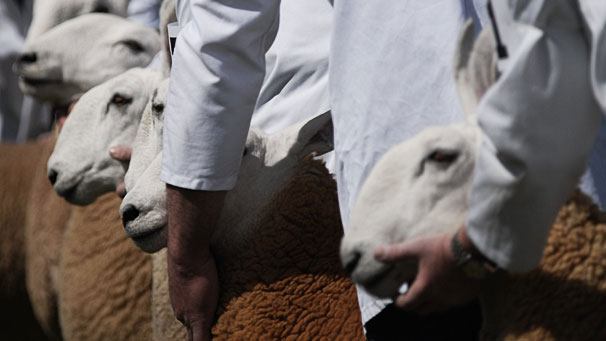 Border Leicesters, on your mark, get set, go!