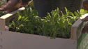 Toby Buckland's mini vegetable garden