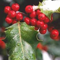 Holly