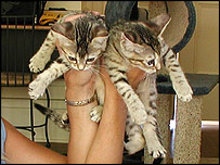 Gatas clonadas pela GSC