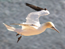 Gannet (c)