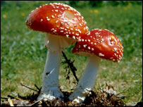 毒蘑菇