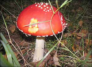 عکس از محمد علی دسترس