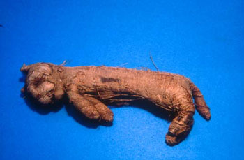 Mummy of a cat