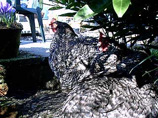 Lessons from an allotment