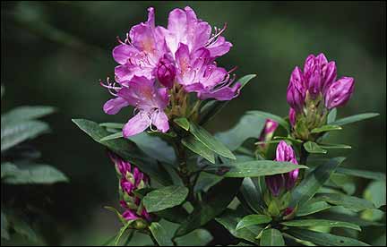 rhododendron image, courtesy of Scottish Natural Heritage