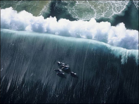 Imagem do fotógrafo Greg Huglin mostra golfinhos surfando na África do Sul