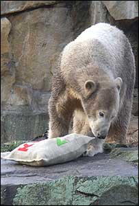 Knut nesta sexta-feira. Foto: Marcio Damasceno