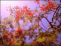 Hải Phòng nổi tiếng với những hàng hoa phương đỏ