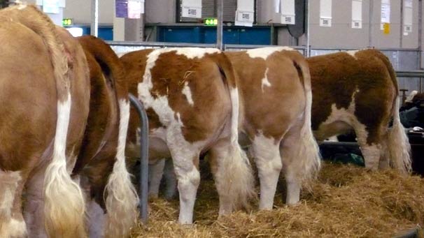 A McIntosh from Edinburgh snapped these cattle waiting in their stalls at the Royal Highland Show.