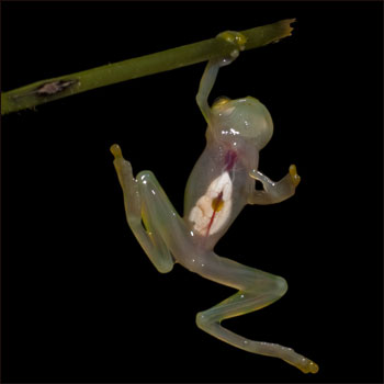 Perereca-de-vidro (Fotos: Paul S. Hamilton / RAEI.org)