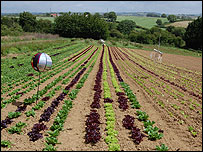 Thousands of lettuces grown are grown nearby.