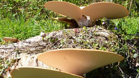 Cyfrwy cennog [Polyporus squamosus]