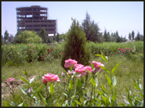 باغ شيدای هرات