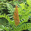 Osmunda