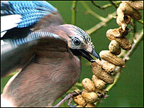 ग़रीब का मेवा - मूंगफली