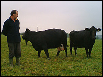Steve Stead with cattle