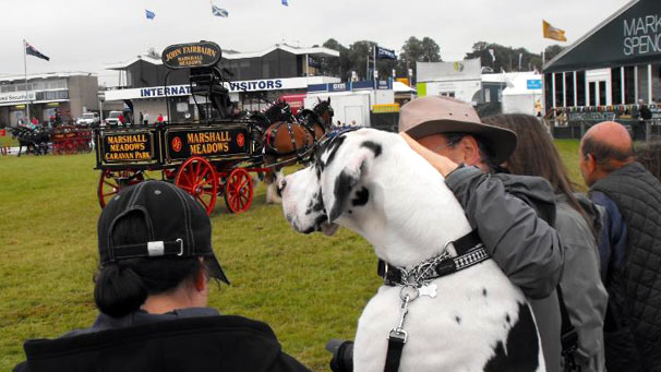Flynn enjoys the Heavy Horses