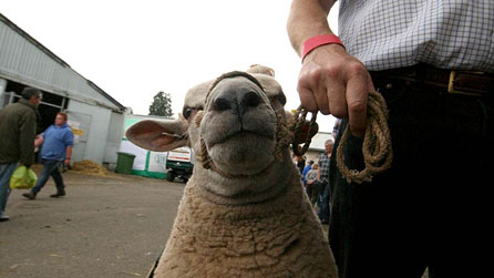 Photograph of a sheep