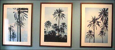 سه عکس از مجموعه نخلستان سبز