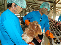 Một trại gà ở Thái Lan