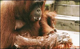 An ape washing