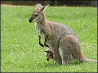The "killer kangaroos" were not like the creatures we know today