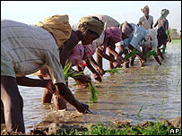 چاول کا کھیت