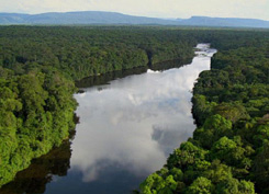 Guyanan forest and river view from the air