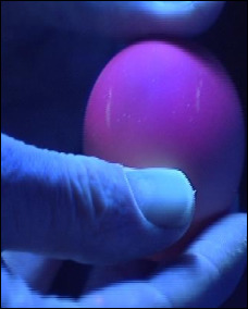 Battery egg under uv light showing marks left by the wire cage floor