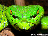 Trimeresurus gumprechti