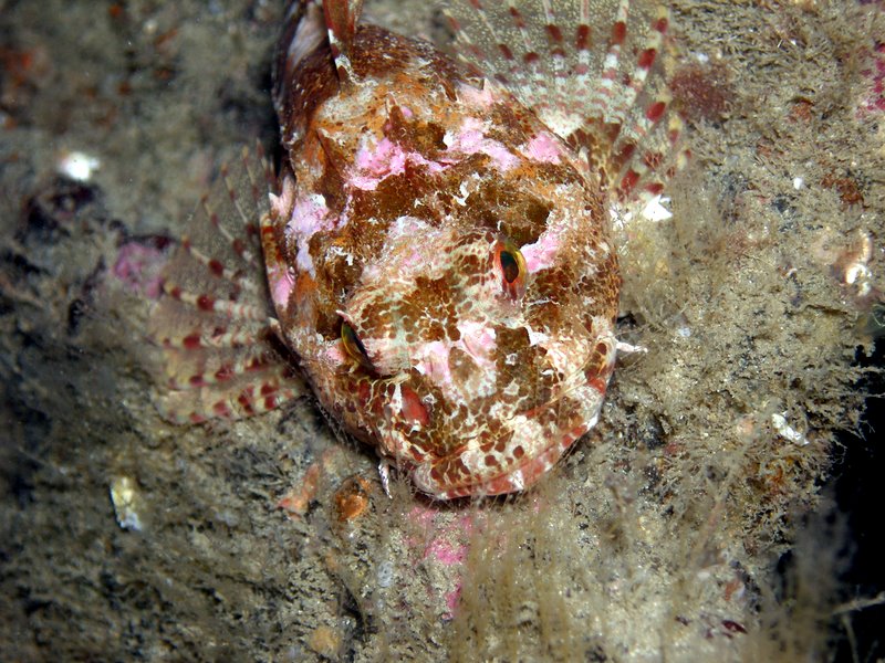 Scorpion Fish