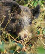 Wild Boar