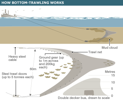 bottom_trawling_416.gif