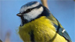 A blue tit snapped by Jeff Cohen