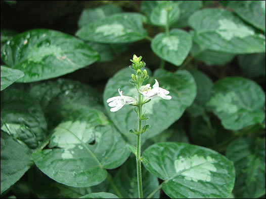 Isoglossa variegate. Foto: Kew Gardens