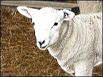 A Lleyn lamb