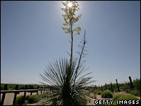 Barreiras separariam espécies que hoje transitam entre os dois países