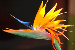 'Bird of Paradise' On Black, picture courtesy of Glenn E Wilson on Flickr