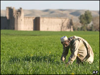 Afegão cultiva trigo em terreno que antes abrigava cultura de ópio