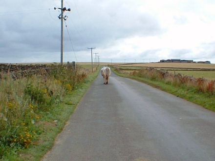 Traffic Jam on Sanday, Orkney, 12th August 2006.