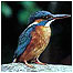 Kingfisher c/o RSPB
