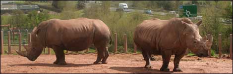 Ntombi (right) and Tala. White rhino in Dalton