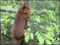 Red squirrel on tree. Photo: Allan Potts and SoS